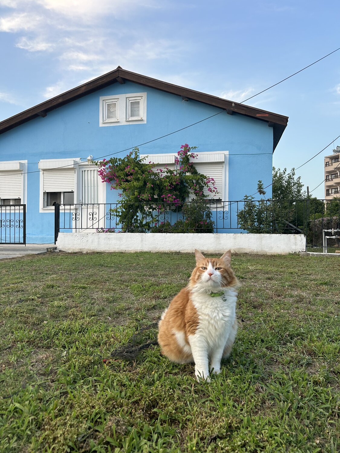 Photo #13953069