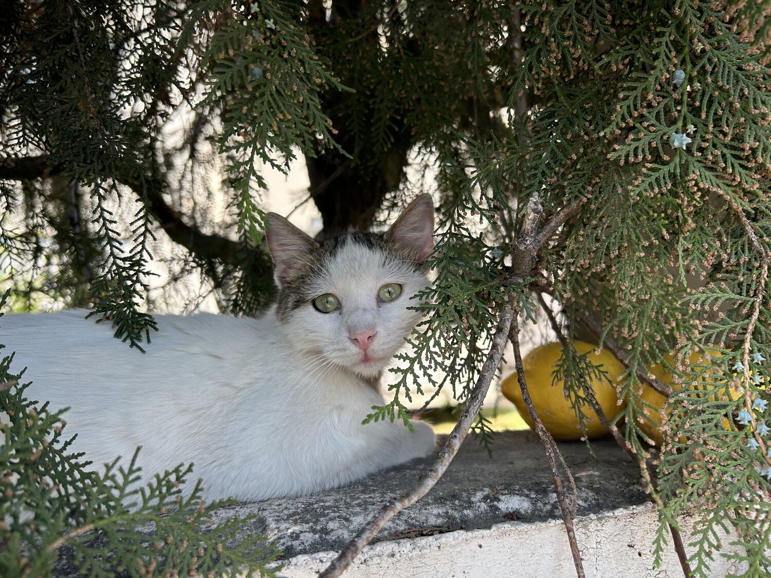 Photo #13953074