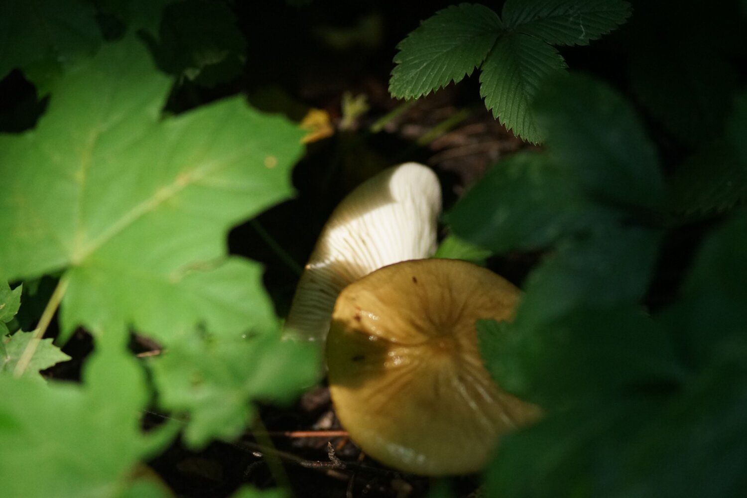 Photo #13953164