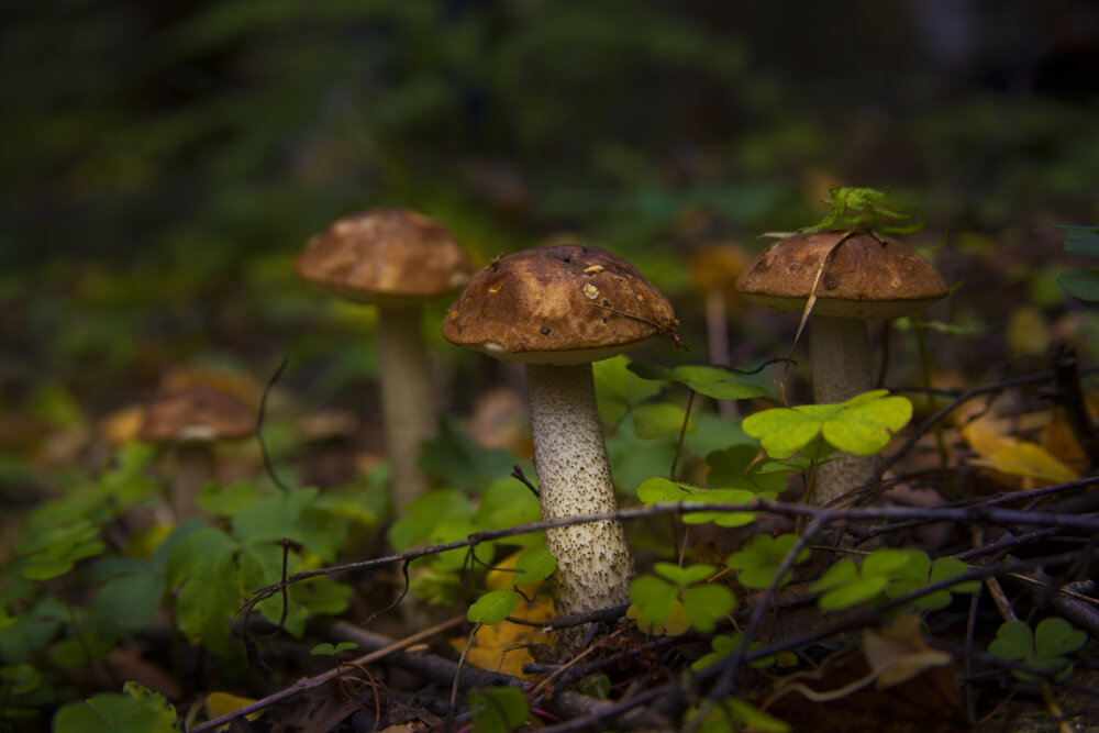 Photograph by Михаил Строев