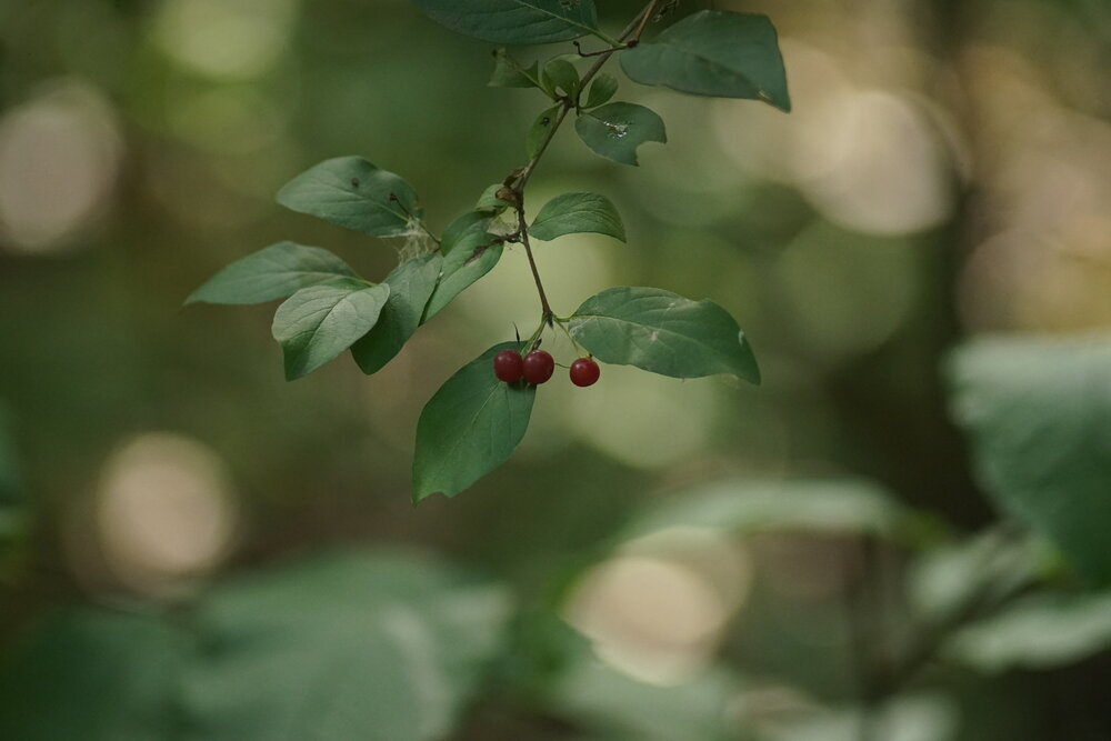 Photo #13953226