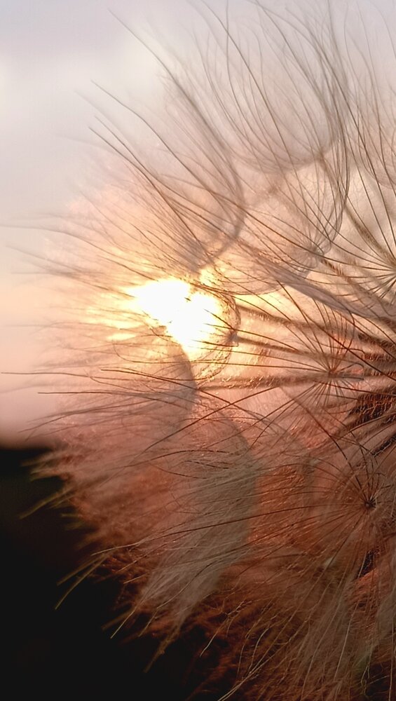 В лучах заката