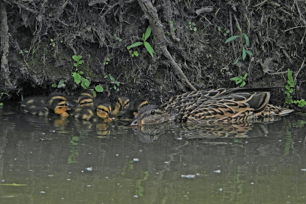 Mallard