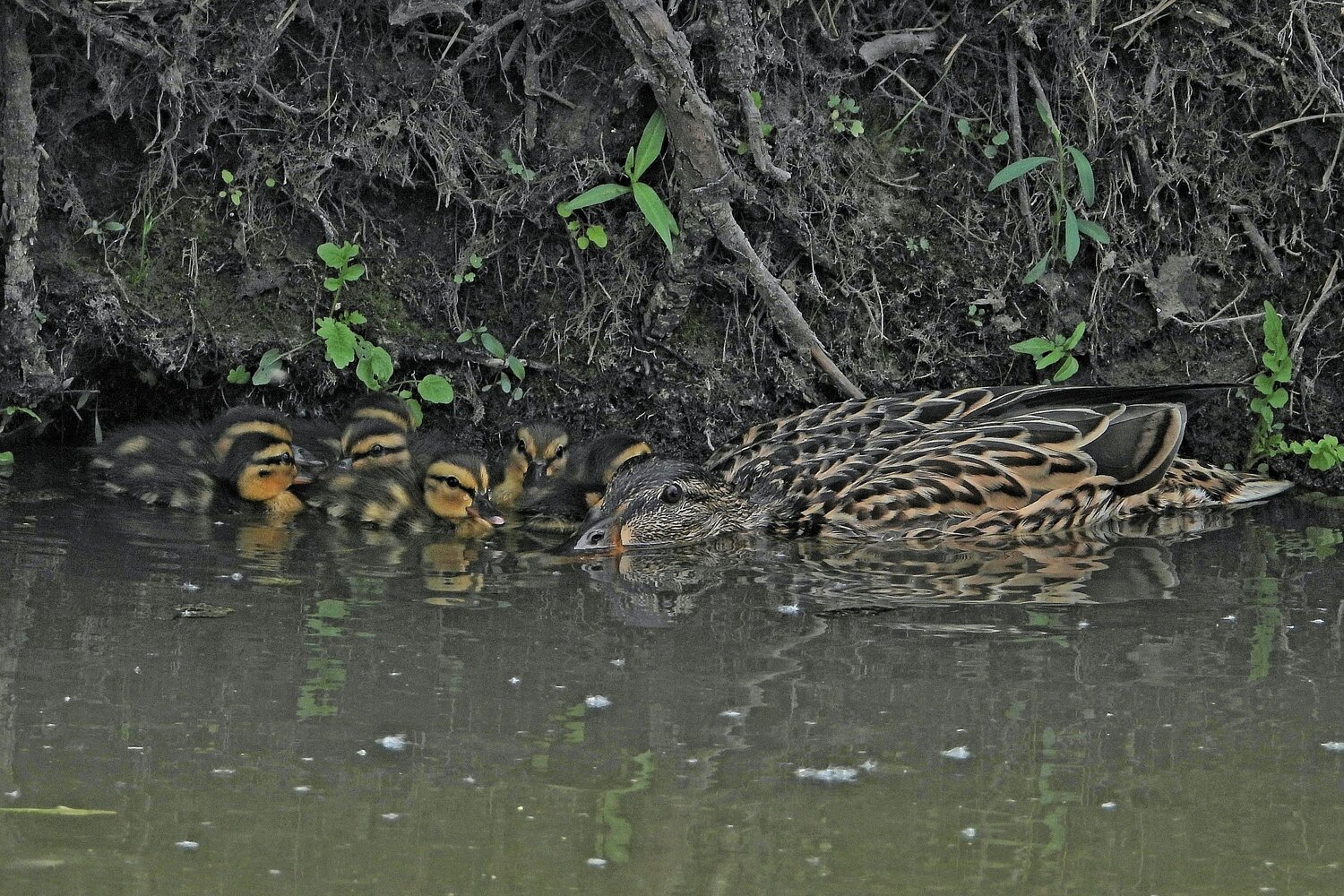 Mallard