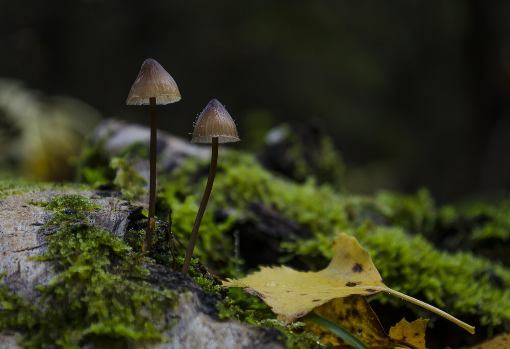 Photograph by Роман Пацкевич