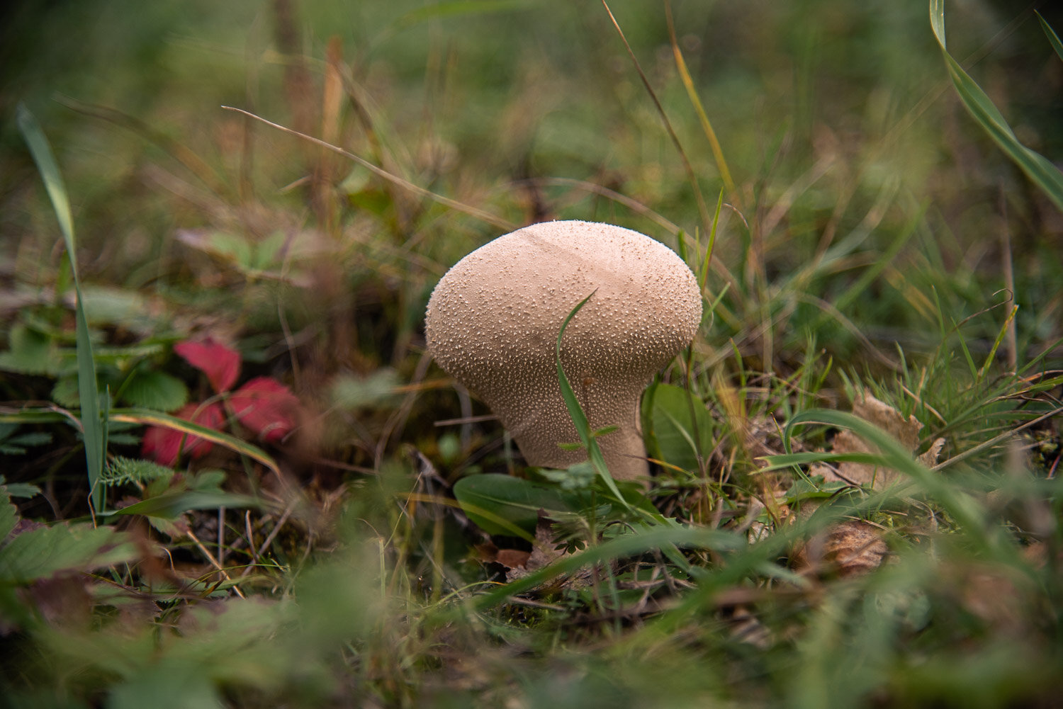 Photo #13953460