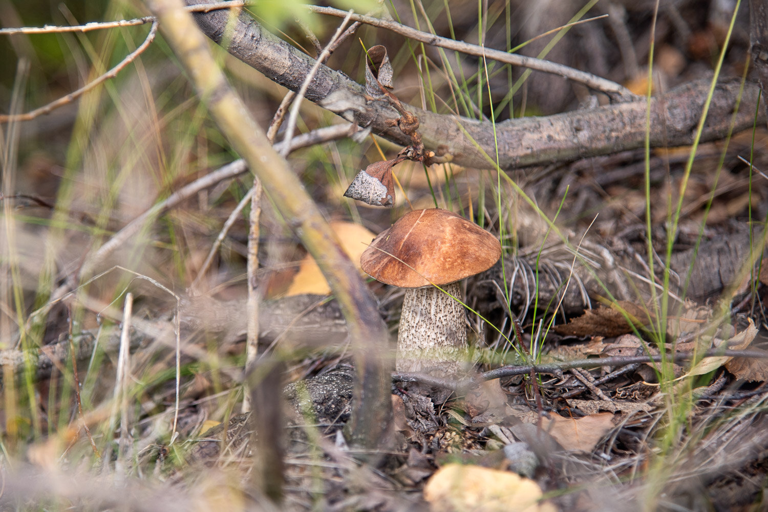 Photo #13953461