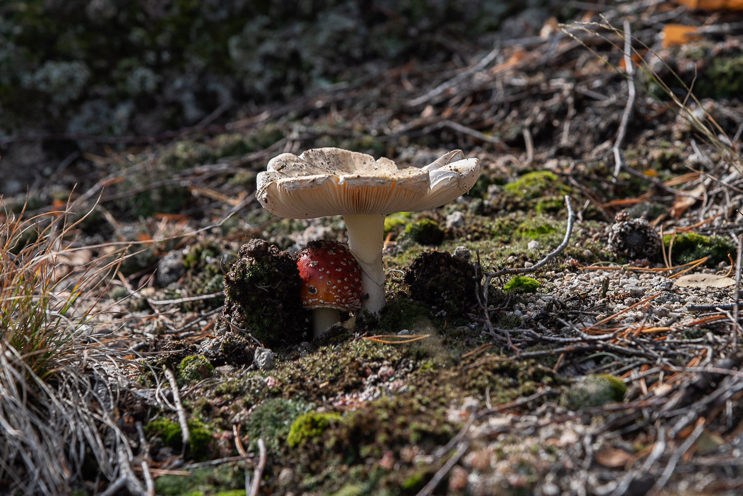 Photo #13953462
