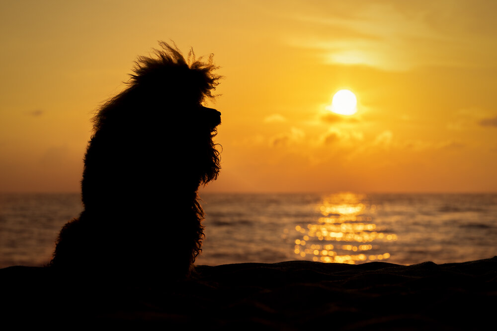 Photograph by Alessandro Grandoni