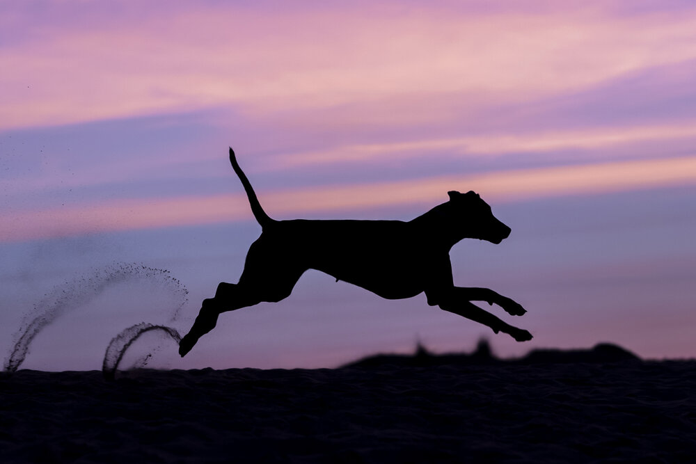 Photograph by Alessandro Grandoni