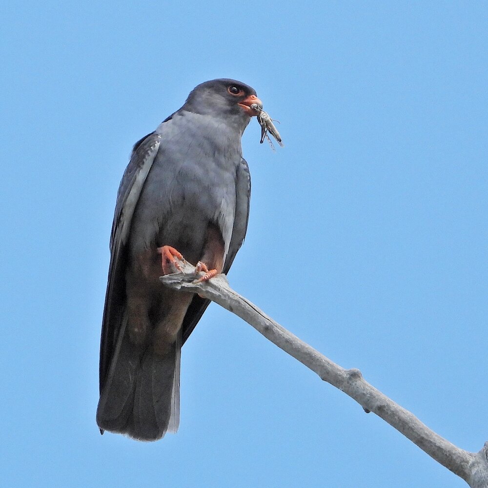 Amur falcon.