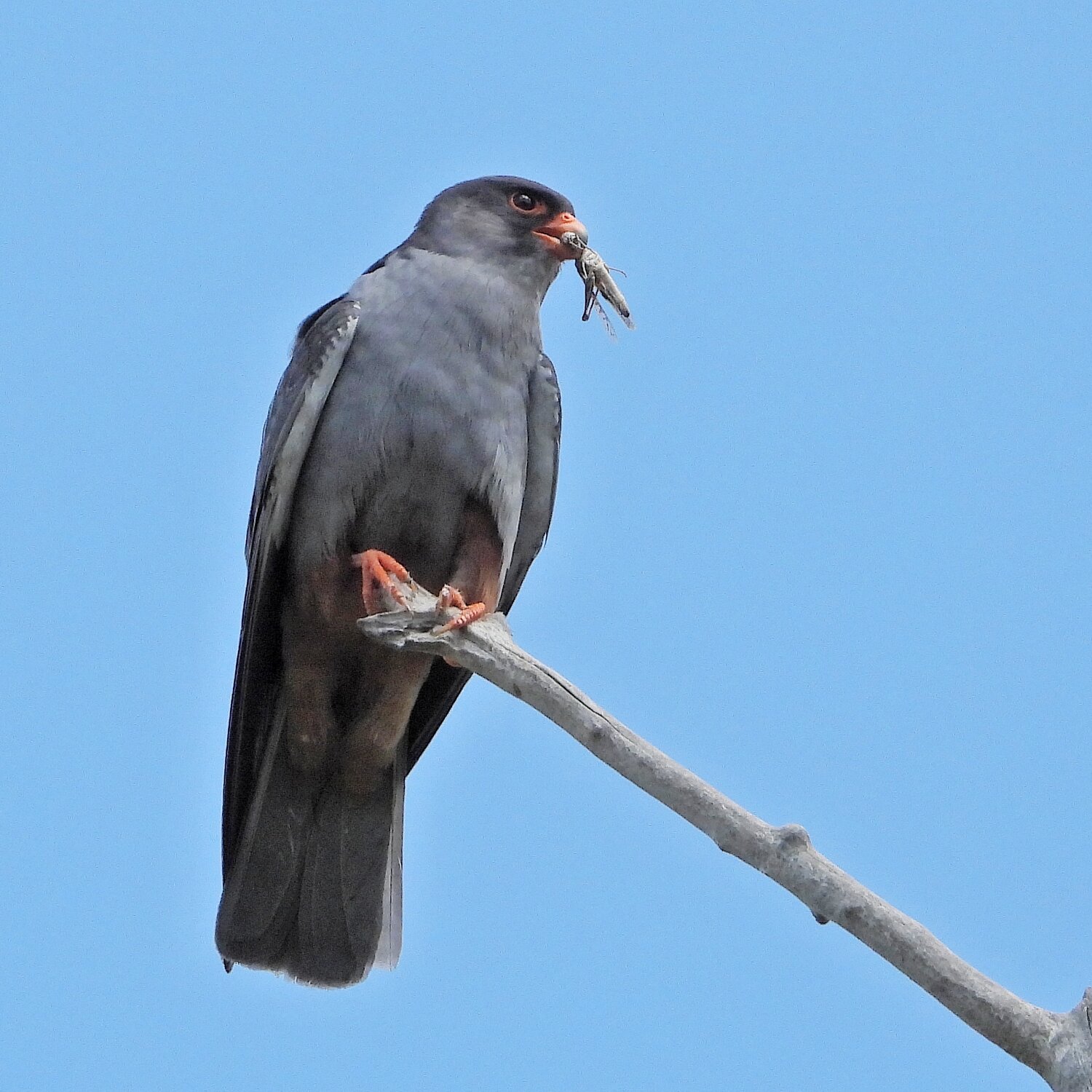 Amur falcon.