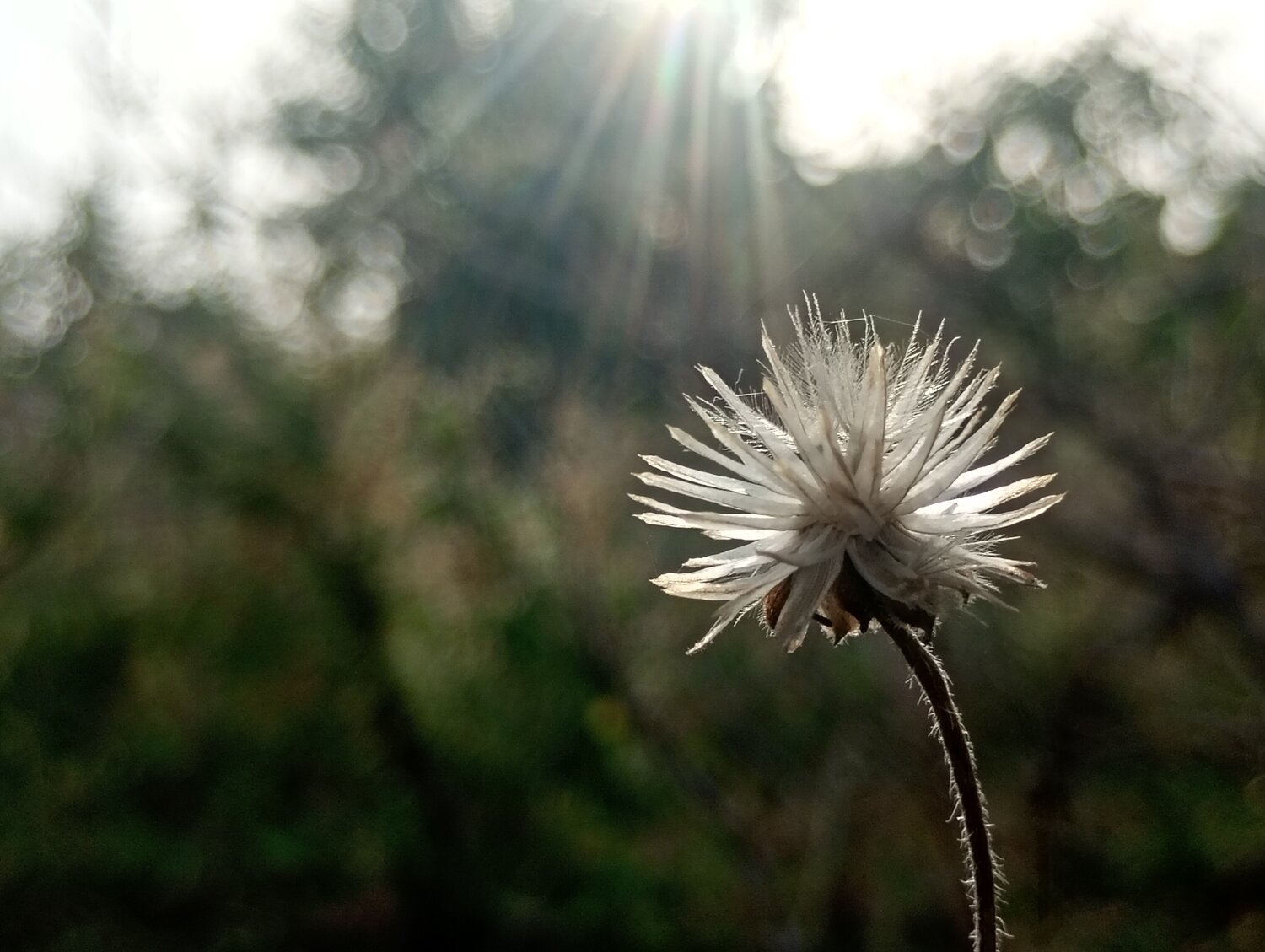 Chasing the Light