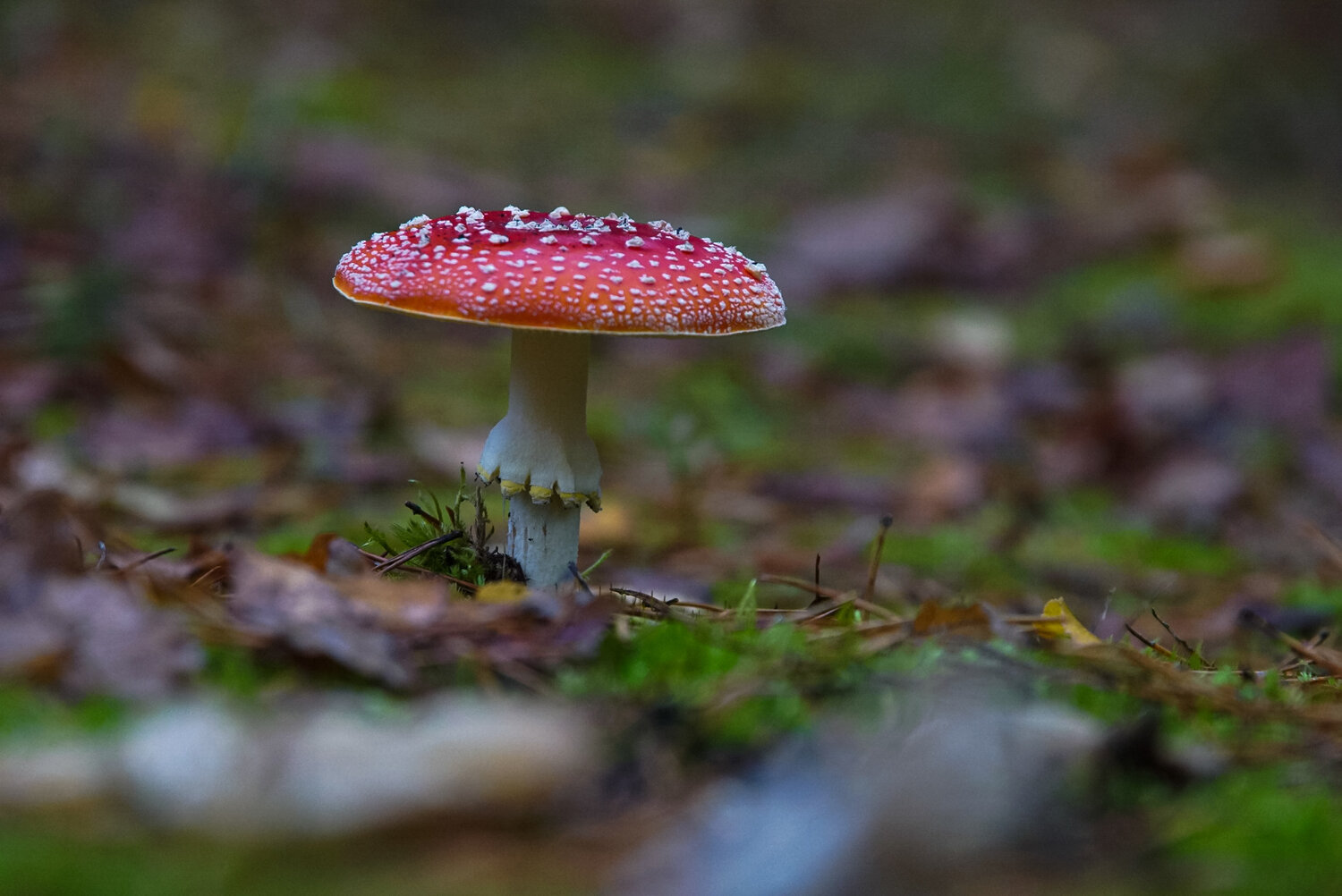 Photo #13953682