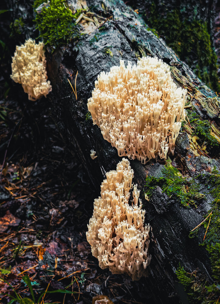 Photograph by Александр Косяков