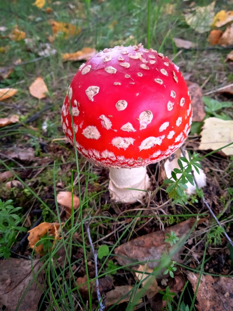 Photograph by Дубровина Марина