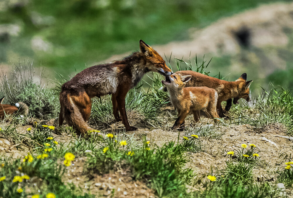 Photograph by Владимир Орлов