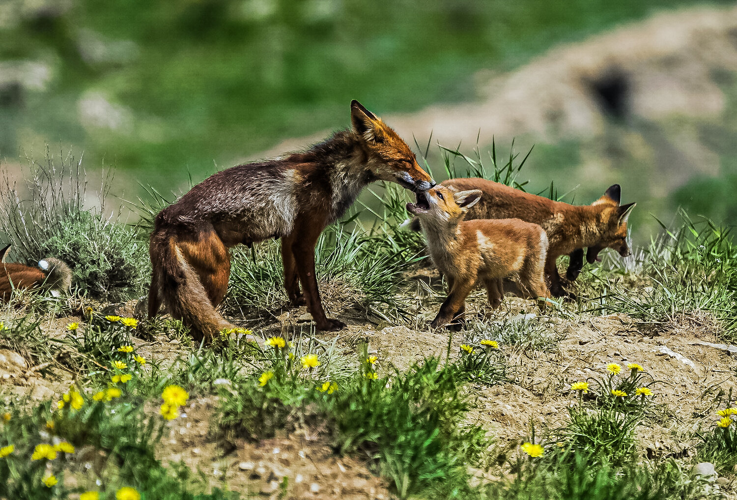 Photo #13953918