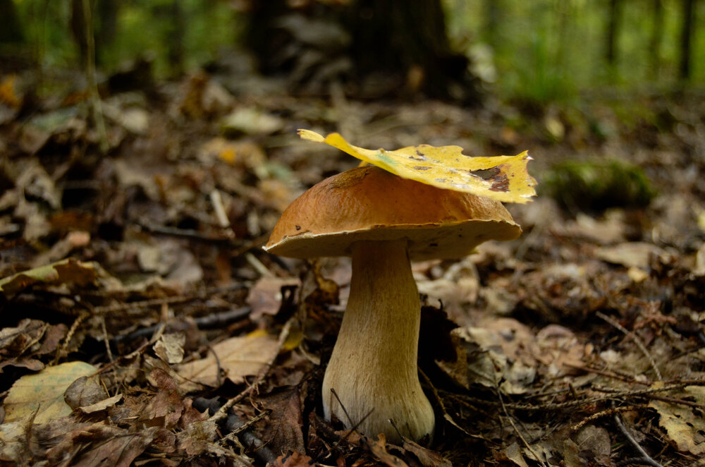 Photograph by игорь герасимовский