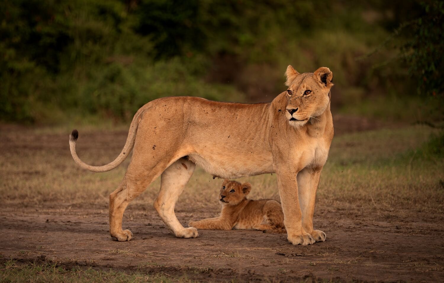 A Mothers Embrace