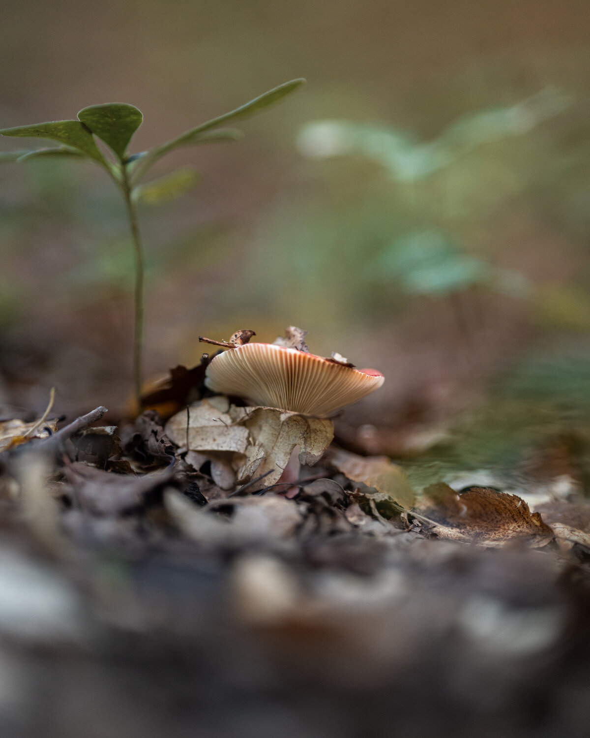 Photo #13954050