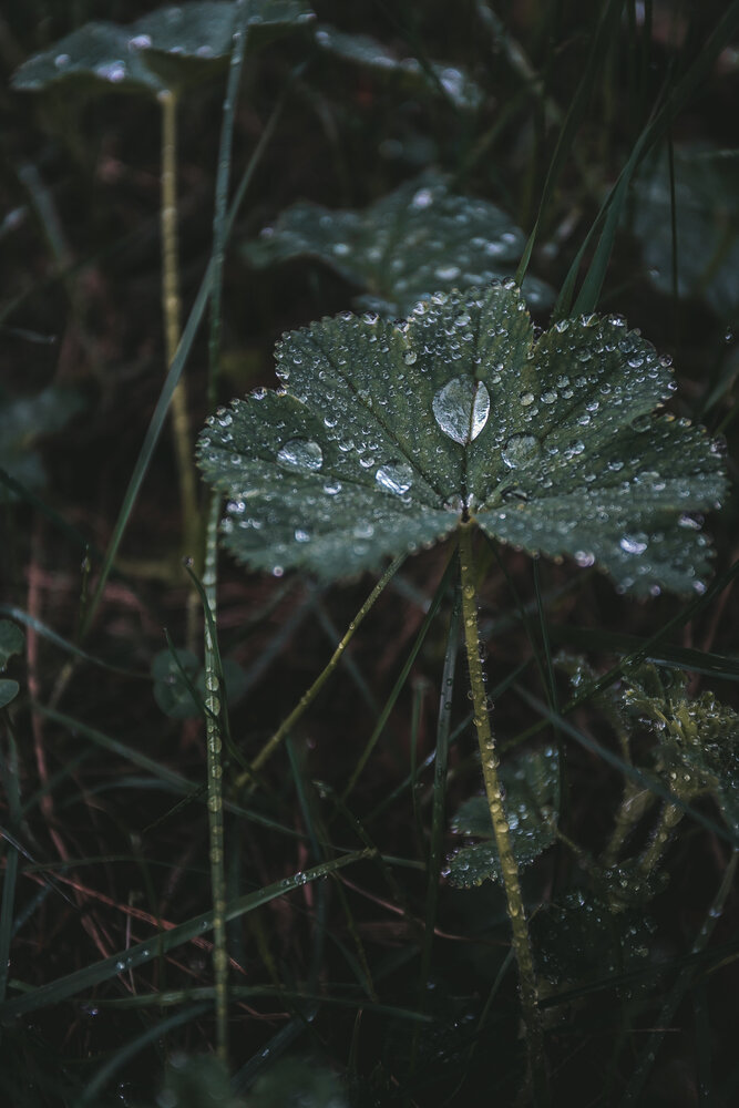 Forest Jewels