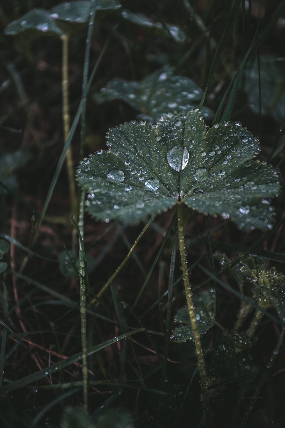 Forest Jewels