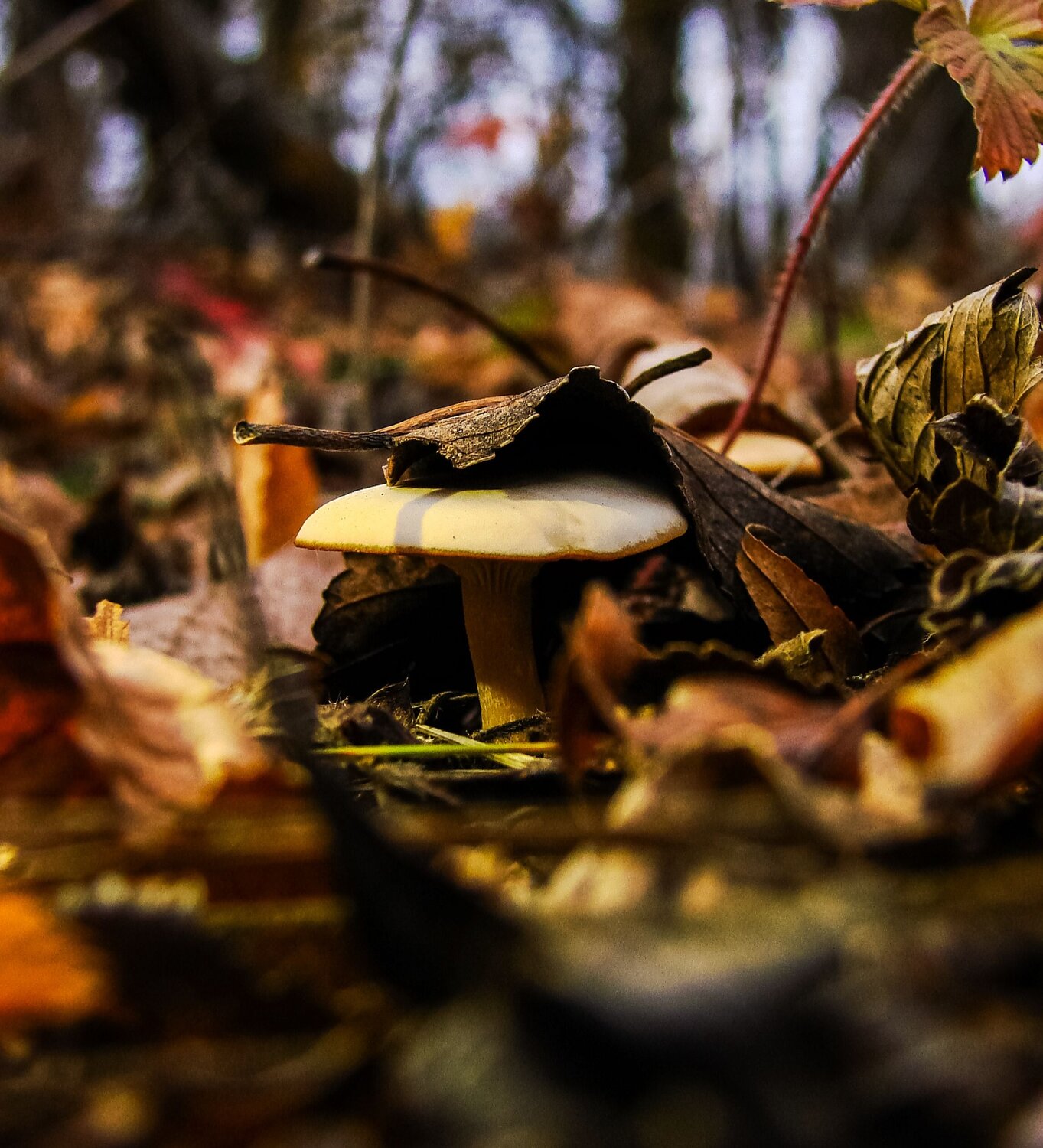 Photo #13954070