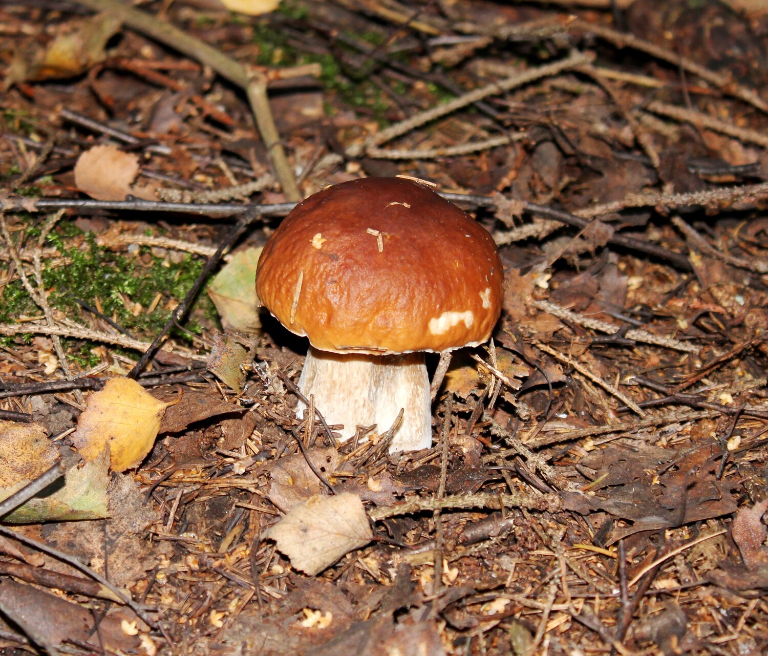 Photo #13954148