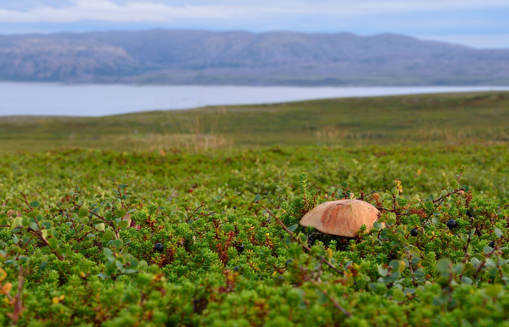 Photograph by Денис Золотарев