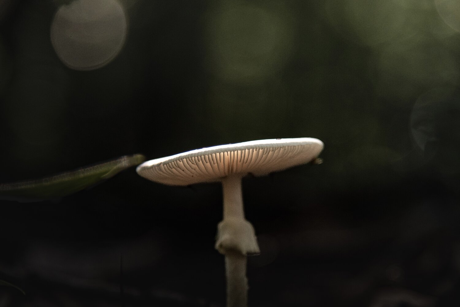 Photo #13954234