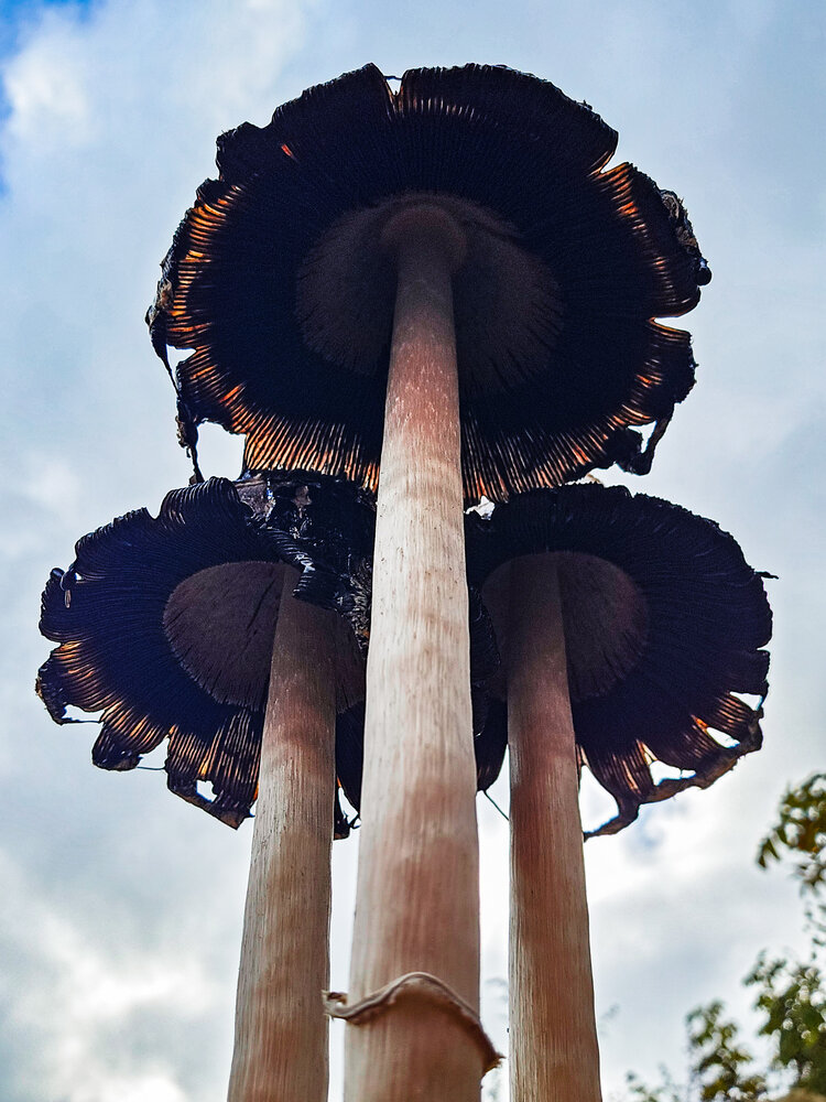 Photograph by Ирина Хлебникова