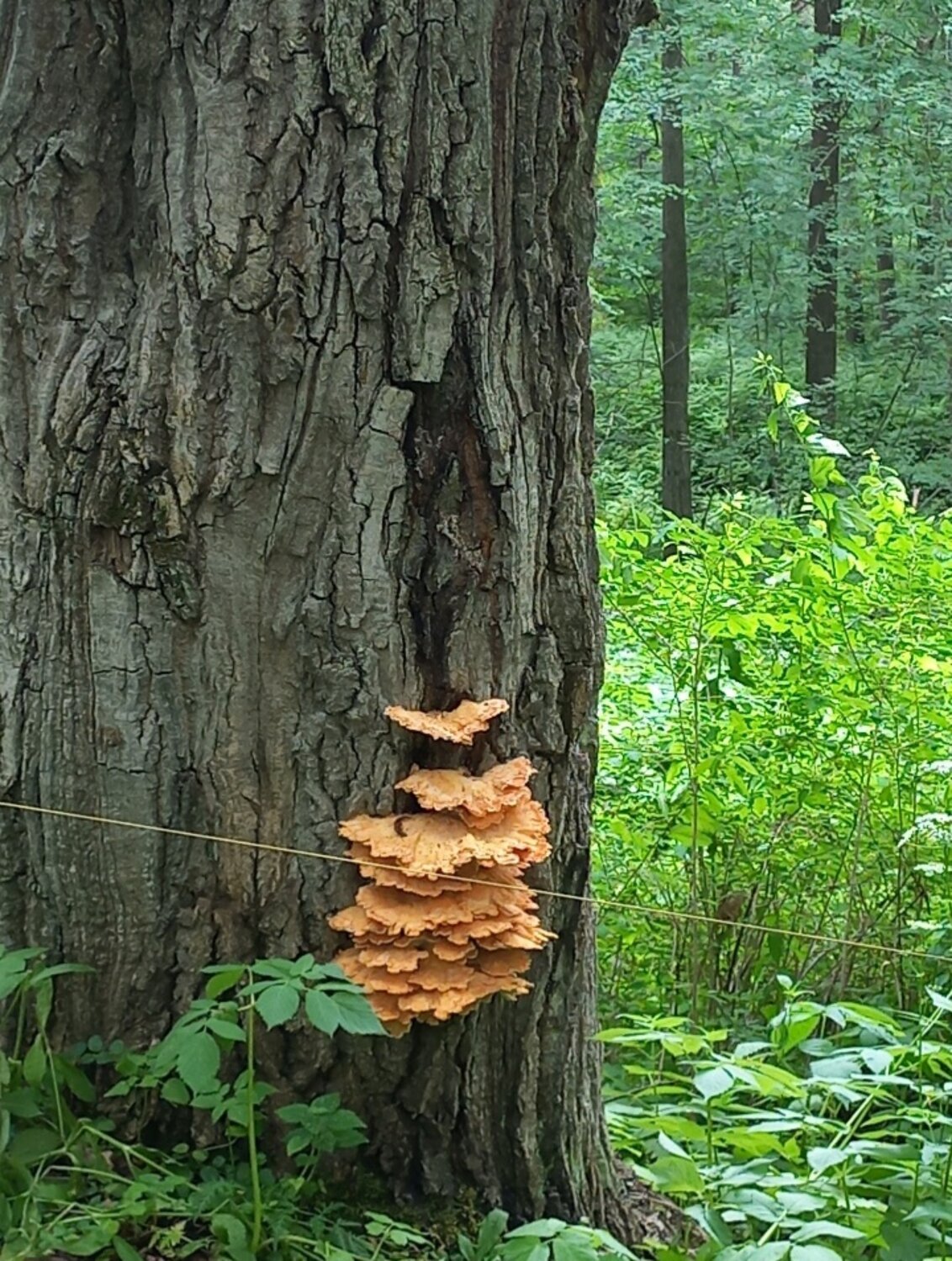 Photo #13954535