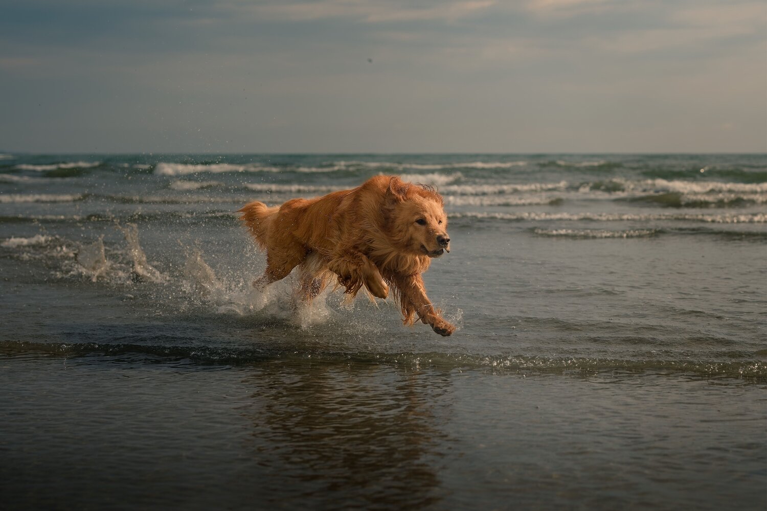 Photo #13954562
