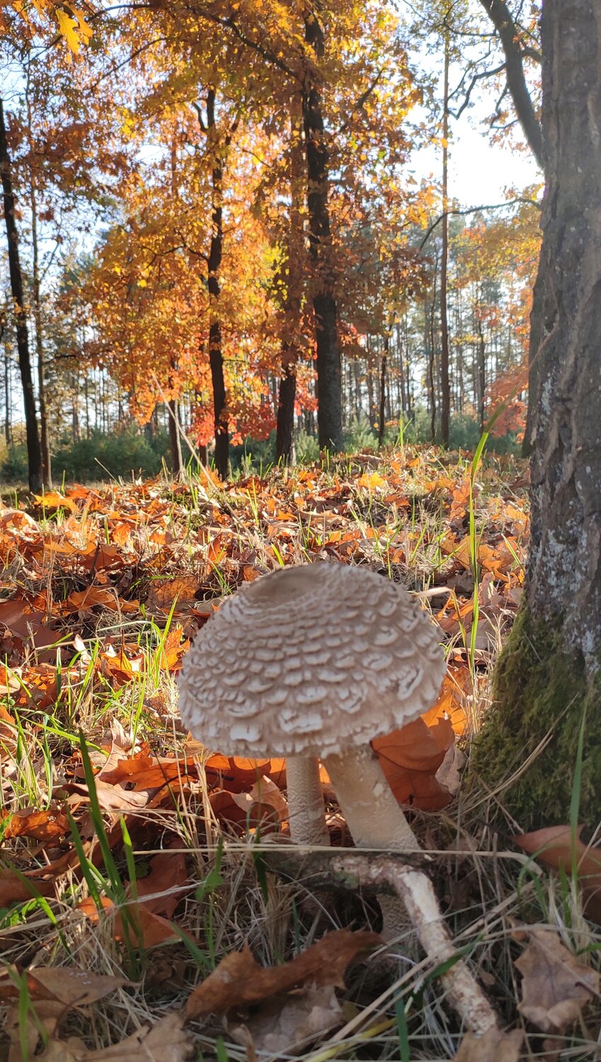 Photo #13954591