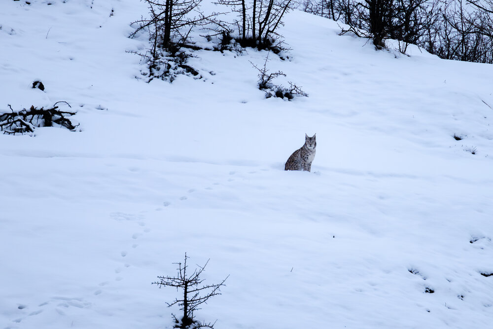 lynx