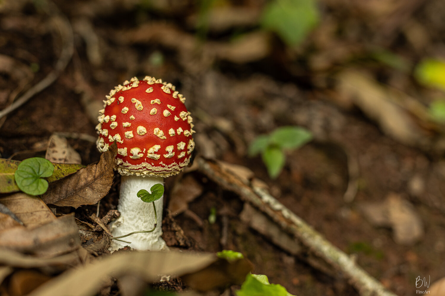 Photo #13954745