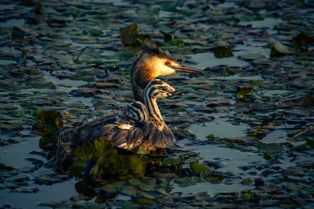 Photograph by Gregor Kobilica