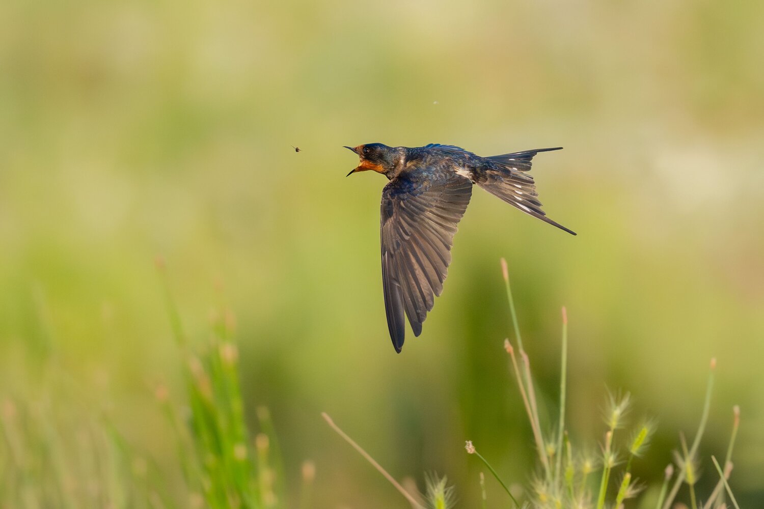 Barn Swallow
