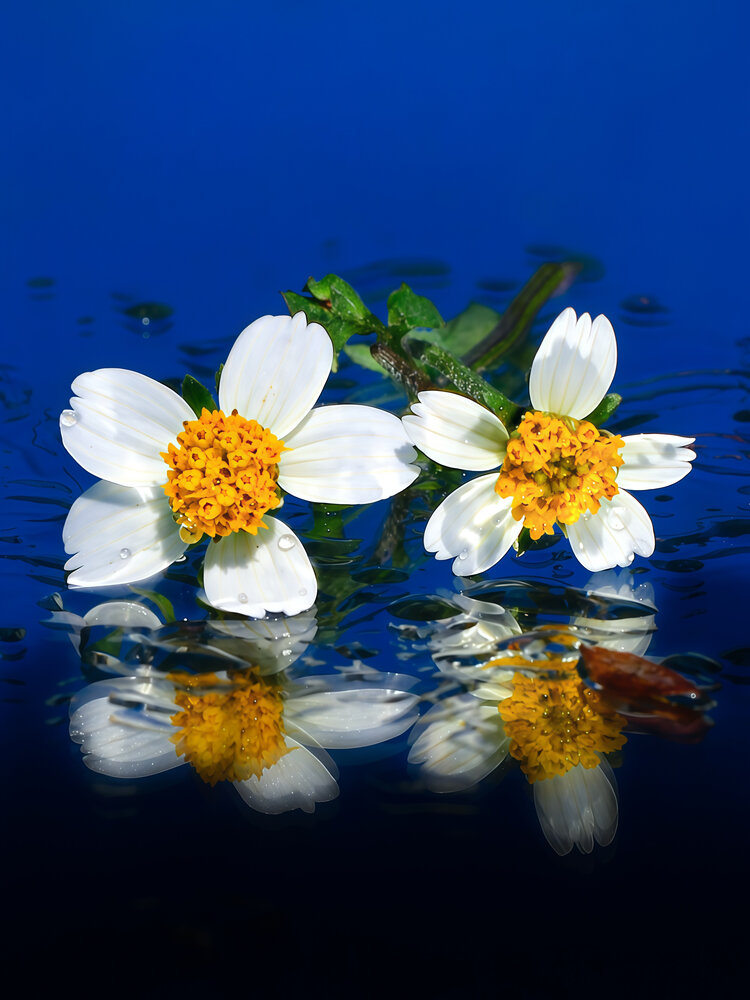 Flowers and reflections