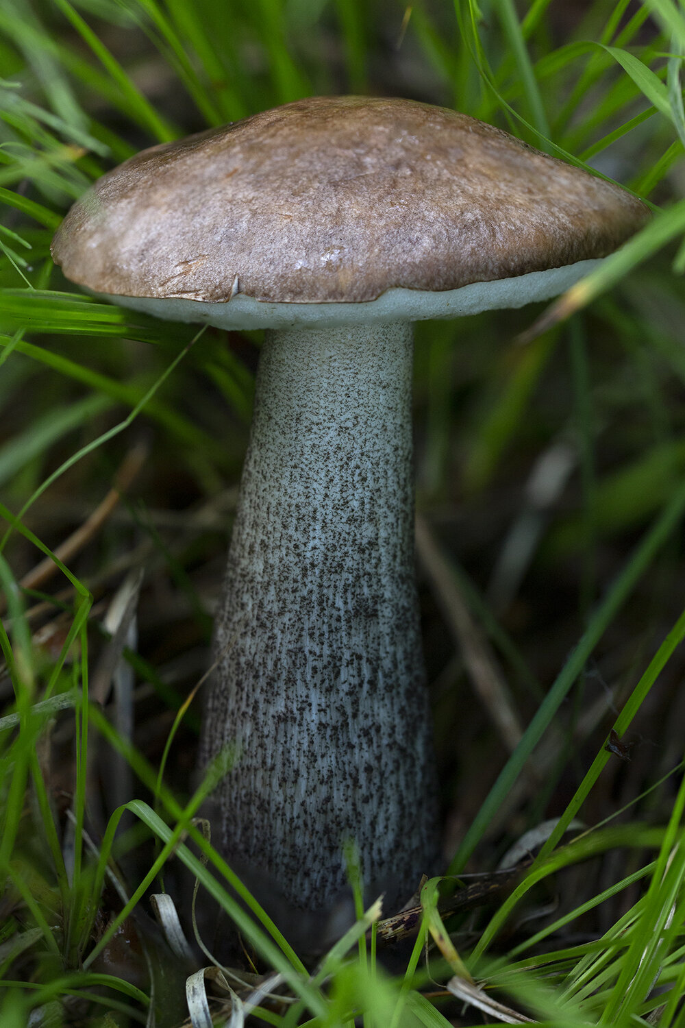 Photo #13954824