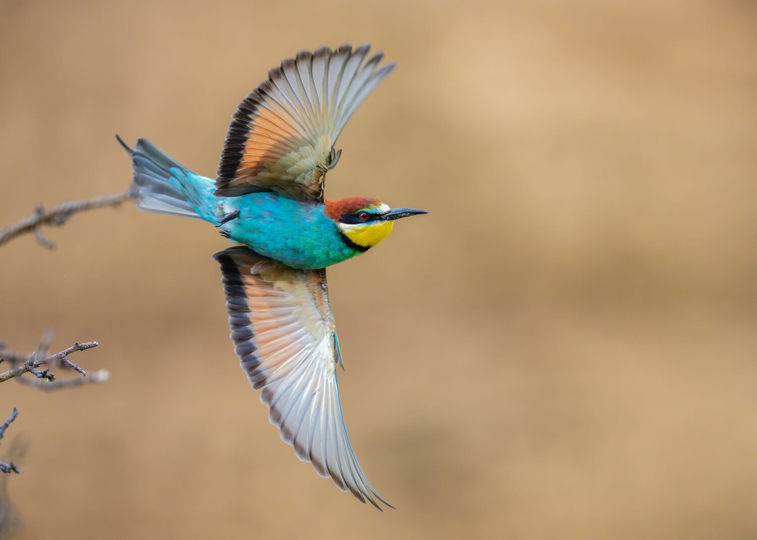 Bee Eater
