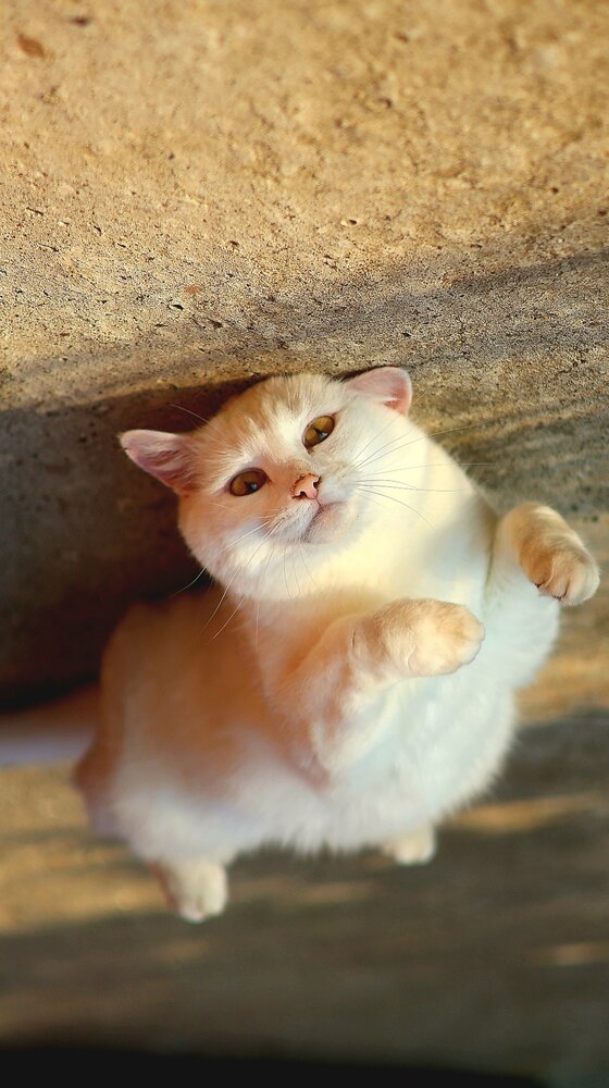 Котэша