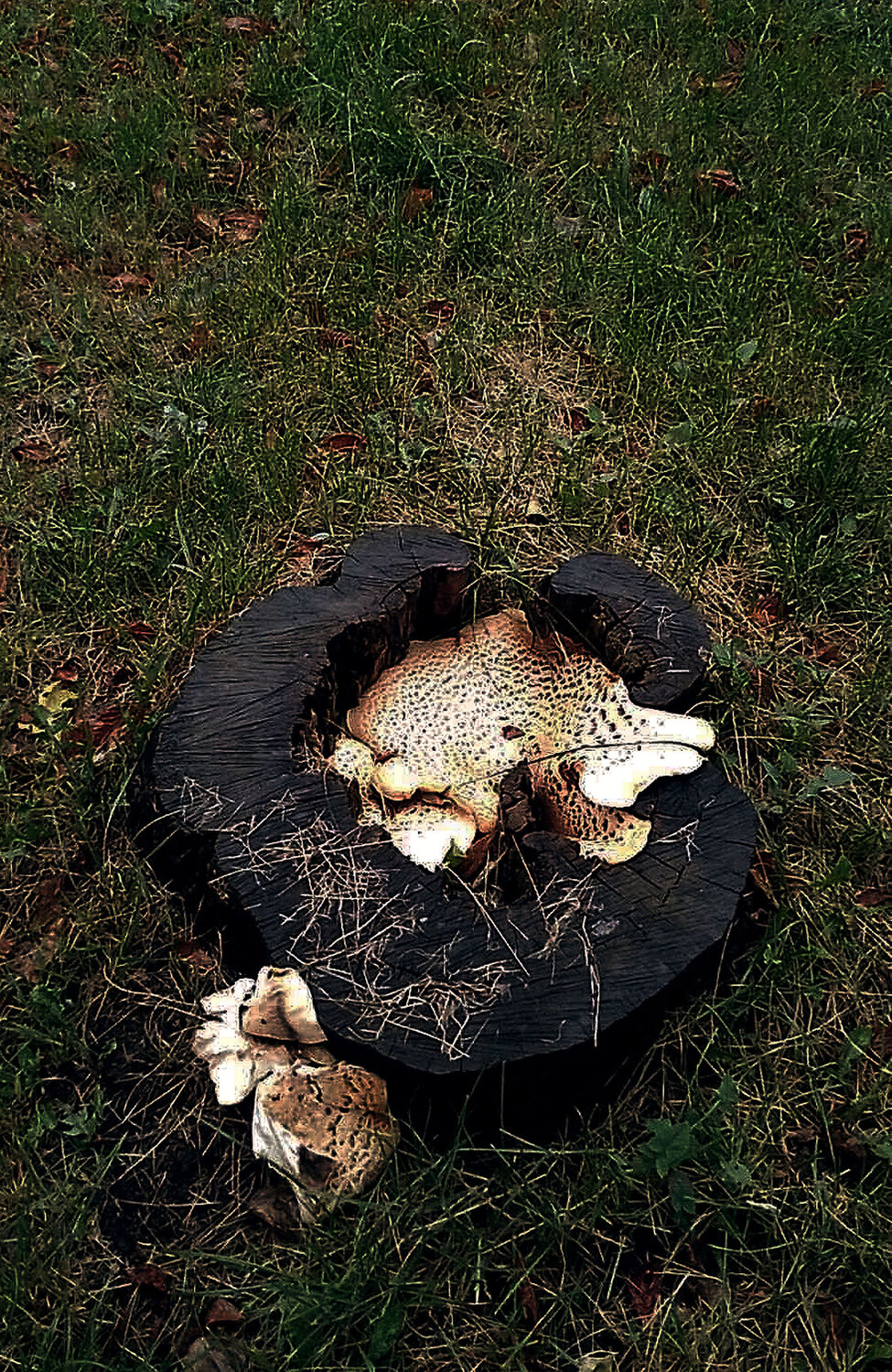 Photo #13955009