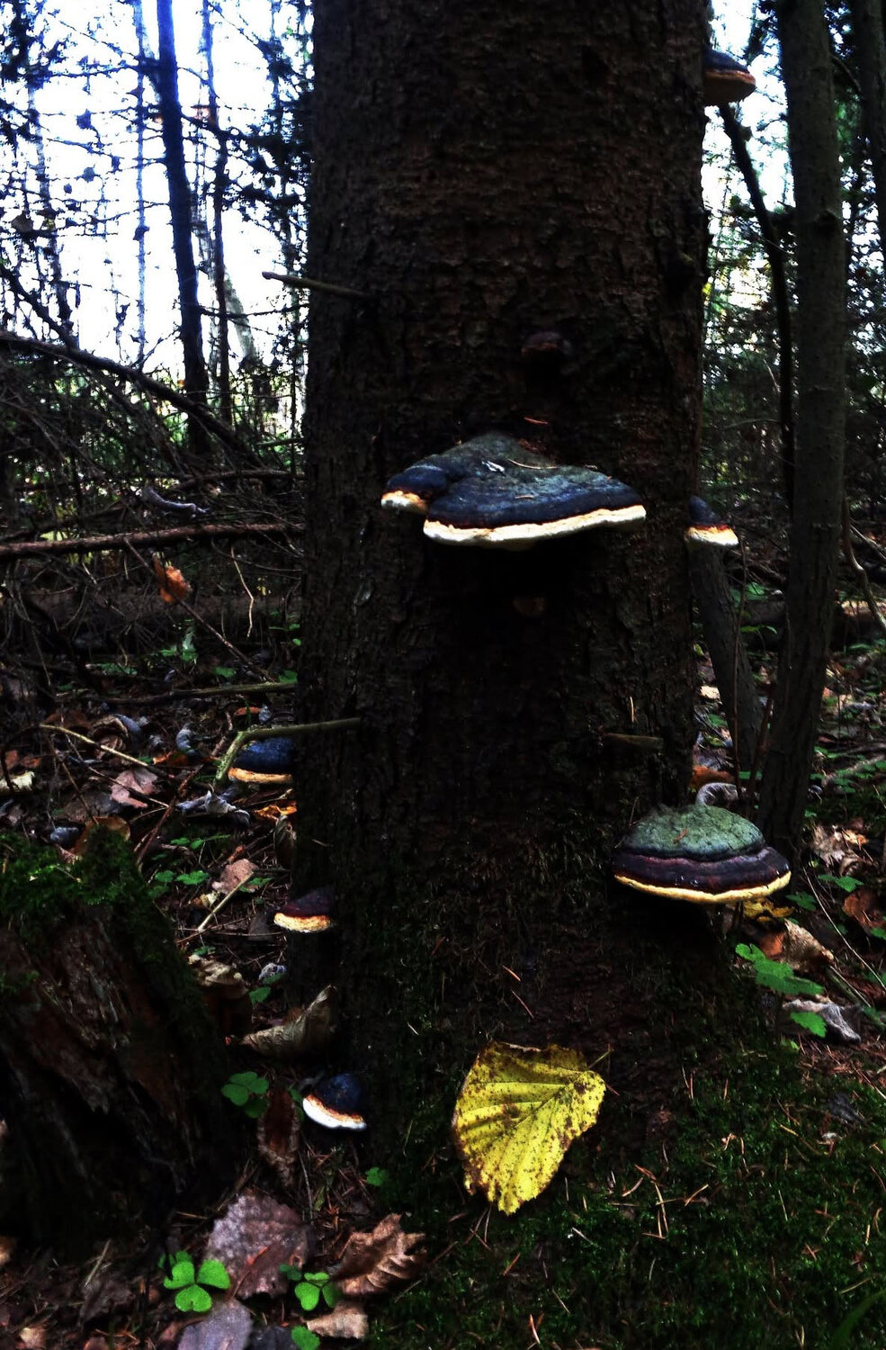 Photo #13955026