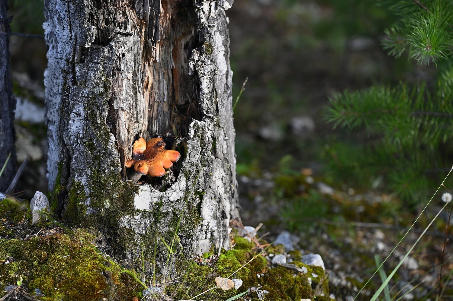 Photo #13955028