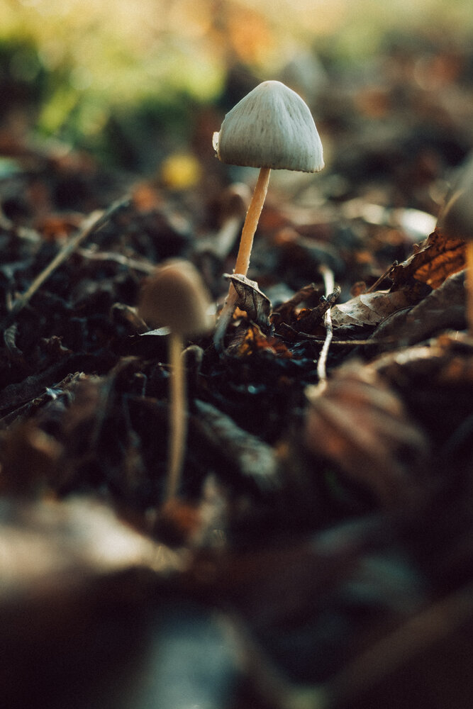 Photograph by Екатерина Свиридова
