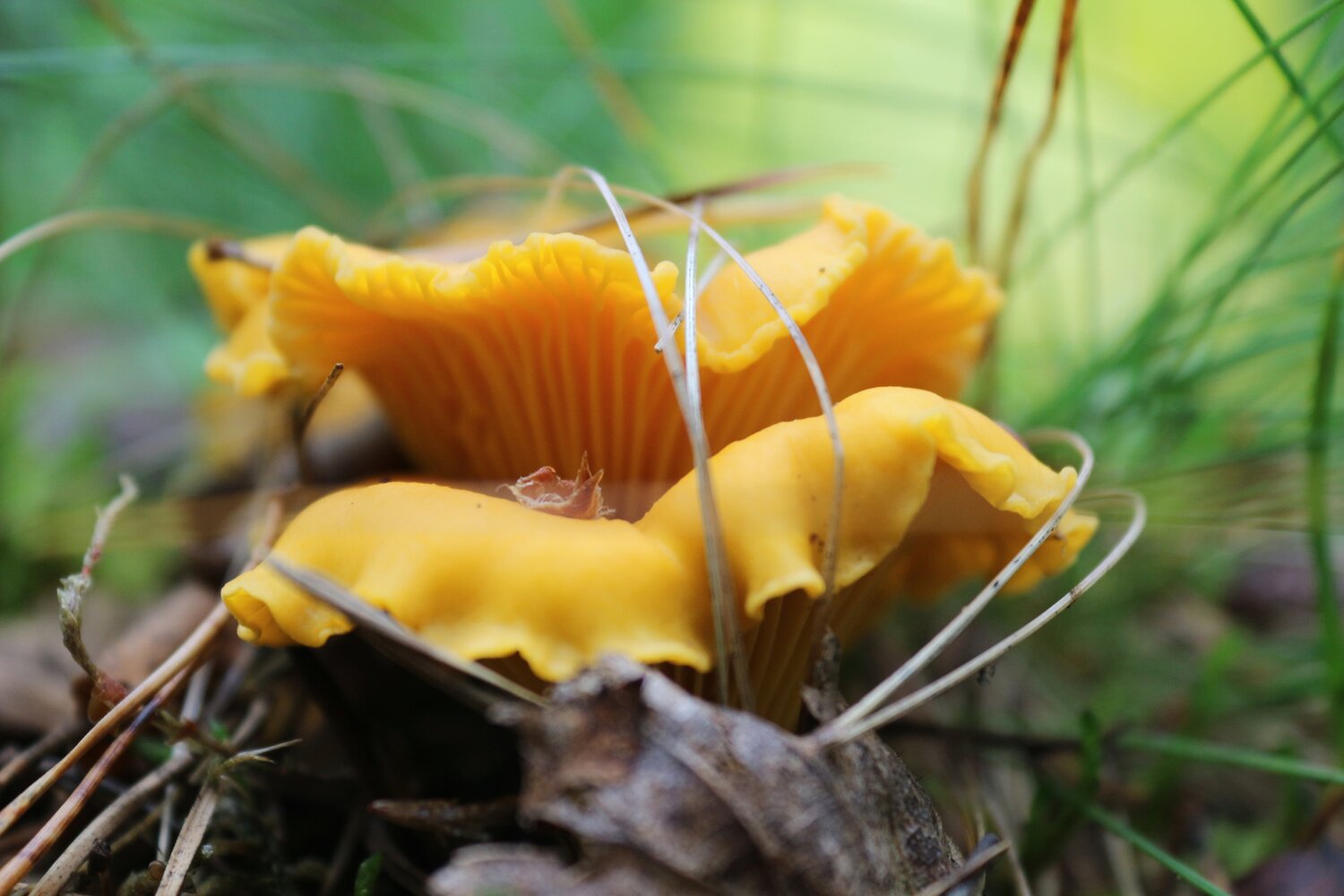 Photo #13955216