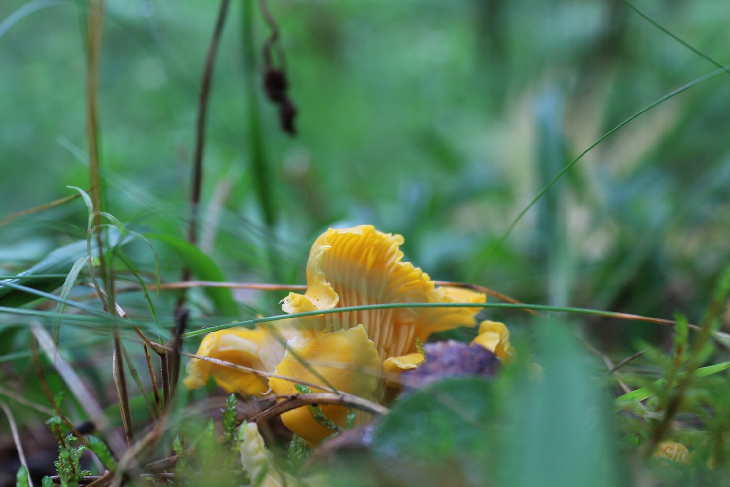 Photo #13955217