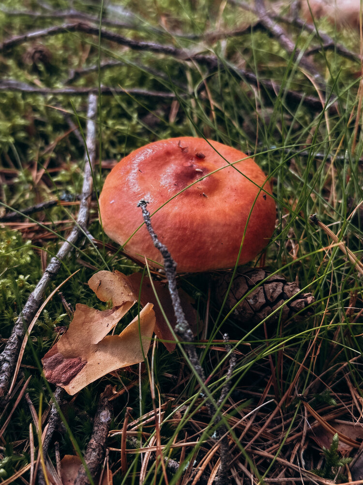 Photograph by Александра Кишикова